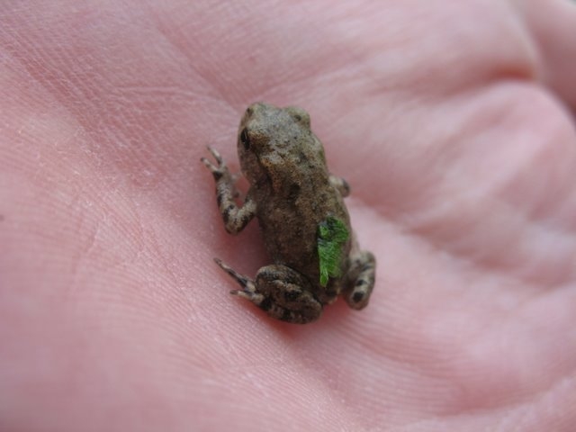 Petite grenouille